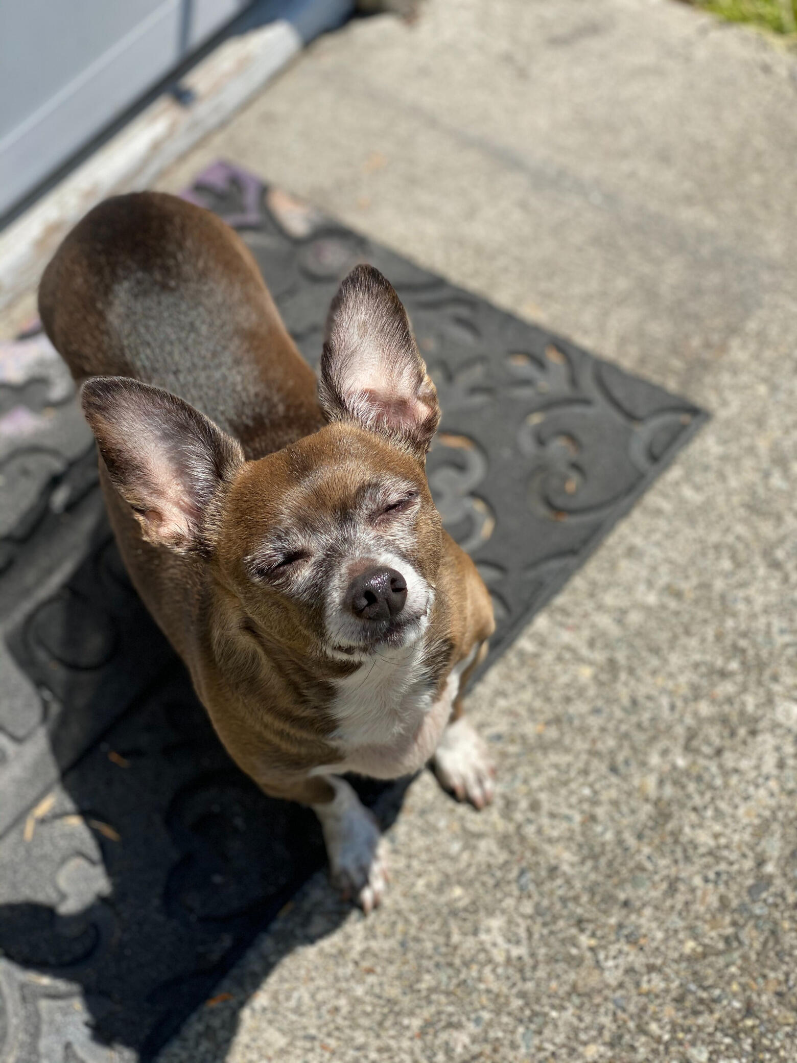 Joshua Lipka's dog, Mojo Nixxon